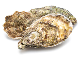 Raw oysters isolated on white background. © Екатерина Иванова