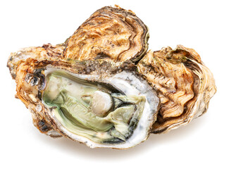 Raw oysters isolated on white background. © Екатерина Иванова