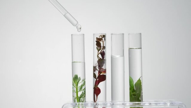 A dropper is dropping transparent water into some test tubes and a beaker of natural seaweed. Seaweed is a great source of fiber