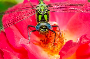 Green dragonfly on a red rose.