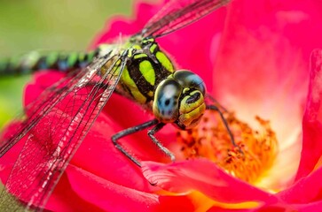 Portrait of a green dragonfly on a red rose.