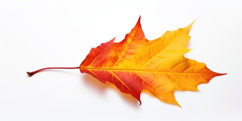 Beautiful, bright colorful natural autumn dry curved maple leaf in yellow, orange, red tones on white background with light shadow, side view