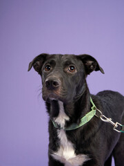 Portrait of a beautiful black and white dog lilac background. Mix of breeds. Happy Pet in the studio