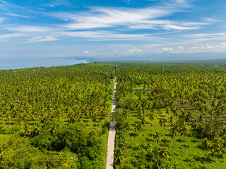 Aerial view of road between coconut plantation. Mindanao, Philippines.