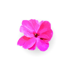 Obraz na płótnie Canvas Pink Vinca flower isolated on white background, isolated pink flower.