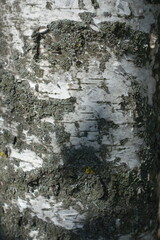 Texture of white bark of silver birch tree