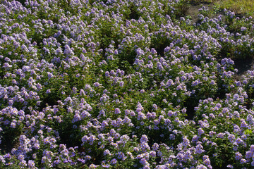 Flowerbed with pink Michaelmas daisies in mid October