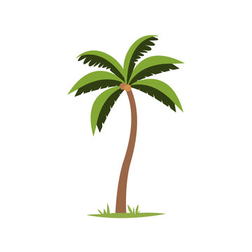 Cartoon coconut palm tree vector illustration design template elements