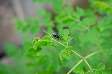 dragonfly on a moringa leaf