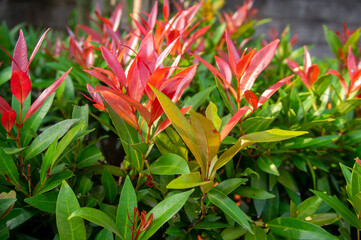 red and green leaves for the background