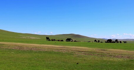 Hulunbuir Grassland, is a world famous natural pasture, is one of the world's four grasslands, known as the world's best grassland.