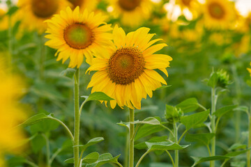 A large blooming yellow sunflower in the field