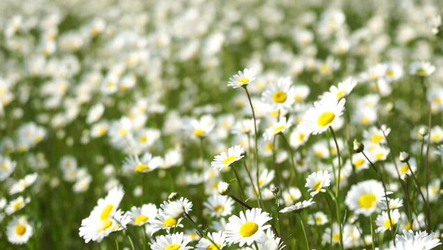 Chamomile. White daisy flowers in a field of green grass sway in the wind at sunset. Chamomile flowers field with green grass. Close up slow motion. Nature, flowers, spring, biology, fauna concept