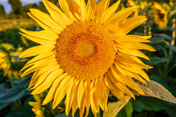 panorama in field of blooming bright yellow sunflowers in sunny evening