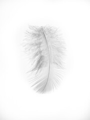 White fluffy feather on a perfect white background