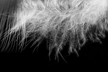 A white feather on a black background