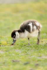 duckling in the grass