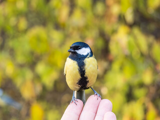 A tit sits on a man's hand and eats seeds.