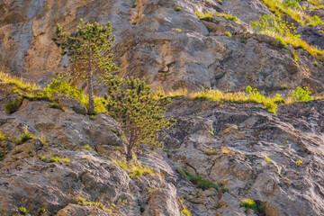 Trigrad gorge canyon of vertical marble rocks in rhodope mountains