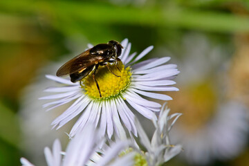 Hover fly (Cheilosia fraterna) on annual fleabane // Erzschwebfliege auf Feinstrahl-Blüte