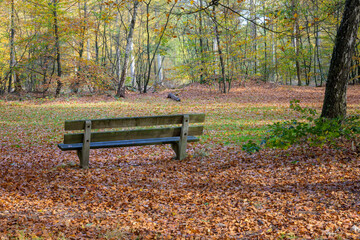 Bench in an autumn forest, the Netherlands.