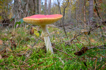 Fly agaric (Amanita muscaria) close up on ferest floor, the Netherlands.