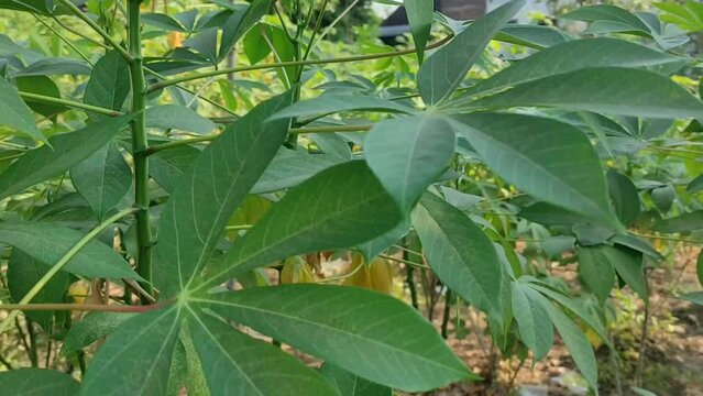 Cassava leaves move in the wind. Green leaves cassava or Manihot esculenta on branch tree in the cassava field agriculture plantation. Close up of tropical green foliage agriculture plant.