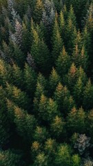 forest in autumn