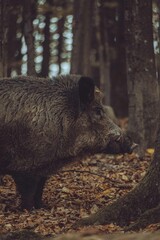 Boar in autmn forest