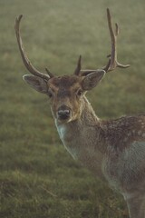 deer in the forest