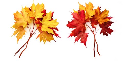 Set of two creative autumn bouquets of natural maple leaves of yellow, orange, red, burgundy flowers isolated on white background