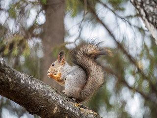 The squirrel with nut sits on tree in the autumn. Eurasian red squirrel, Sciurus vulgaris.