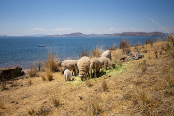 Naklejka premium Sheep grazing on the Llachón peninsula on Lake Titicaca in Peru.