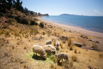 Sheep grazing on the Llachón peninsula on Lake Titicaca in Peru.