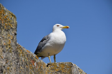Obraz premium Gabbiano 