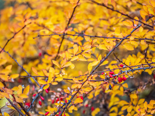 Red berries of barberry on a bush branch close-up. Barberry bush in the autumn garden.