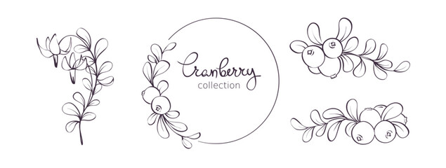 Cranberry - vector illustration. Design elements with a branch with leaves and berries. Sketch in lines, freehand drawing.	