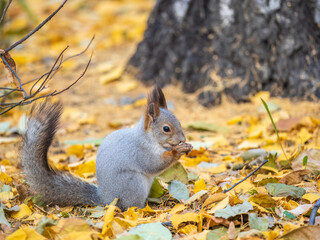 Autumn squirrel with nut sits on green grass with fallen yellow leaves