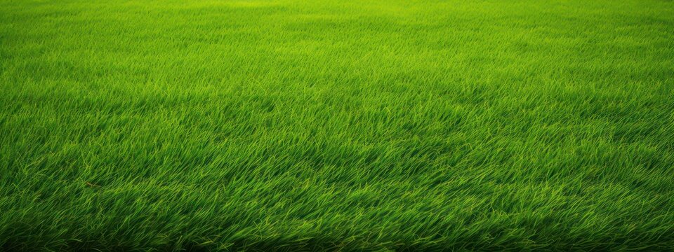 Wide format background image of a green carpet of neatly trimmed grass. Beautiful grass texture on green lawn in nature