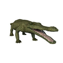 Obraz premium crocodile