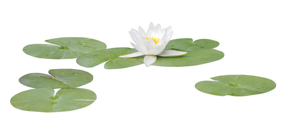 Water lily or Lotus flower white, PNG, isolated on transparent background