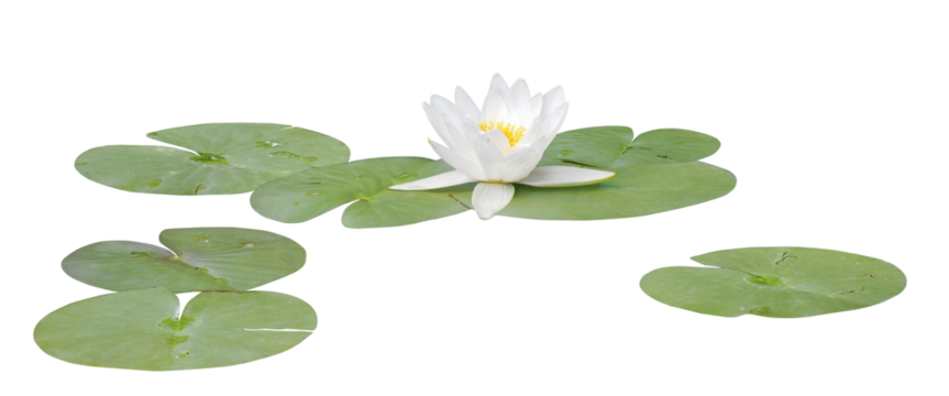 Water lily or Lotus flower white, PNG, isolated on transparent background