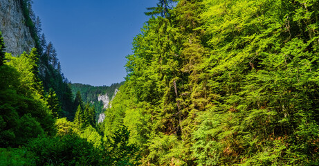 Trigrad gorge canyon of vertical marble rocks in rhodope mountains