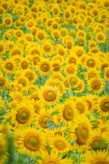 A field of yellow sunflowers growing in the Dordogne region of France