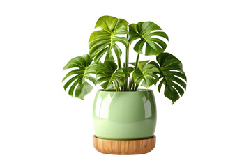 Monstera leaf in a green pot on transparent background.for decor indoor and outdoor home with minimalist design. Generative Ai