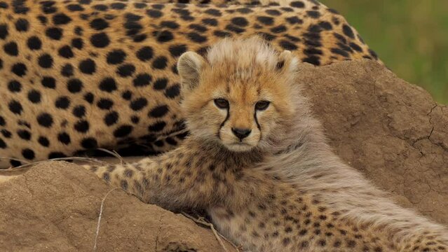 Cute portrait of baby cheetah near mother, learning nature around him. Adorable pretty little wildcat with baby fur under protection from parent in african savanna.