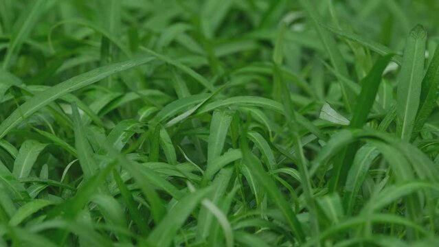 Rain falling on the Water Spinach in a garden, Ipomoea aquatica