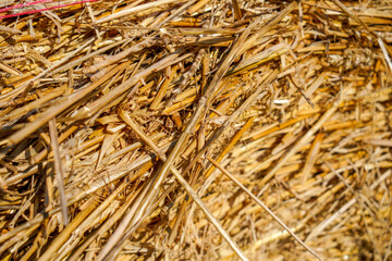 Hay bales, straw deposited on the field as fodder for cows, photographed