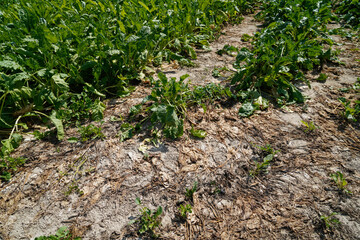 Grains in the field before harvest