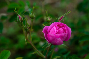 Rose, Isparta Rose,. Rose oil, Flowers, Roses, Rose garden